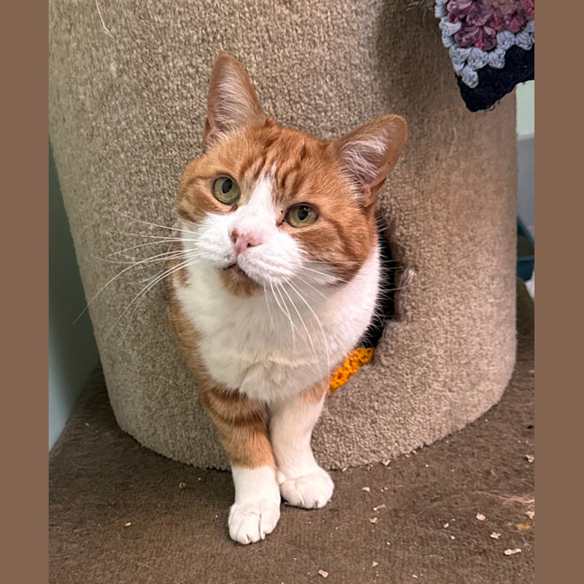 Photo of Tigger