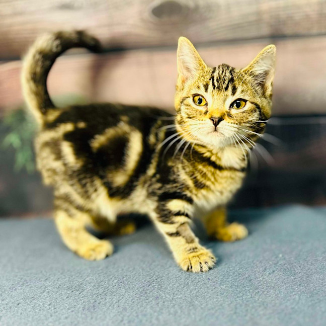 Photo of Mimosa   Located In Preston 