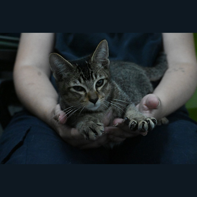 Photo of Snickers