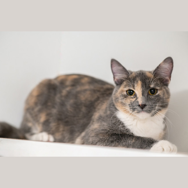 Photo of Layla