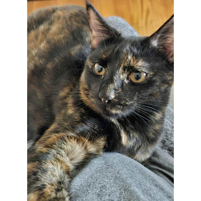 Photo of 11589   Maisie