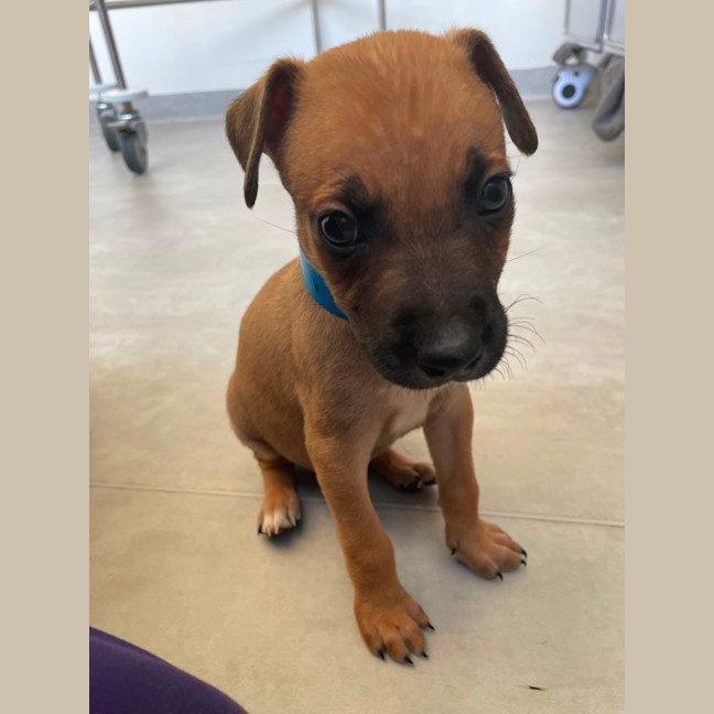 Photo of Scout