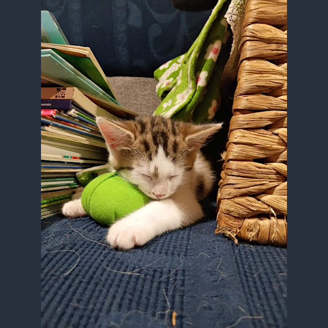 Photo of Buddy & Squeak