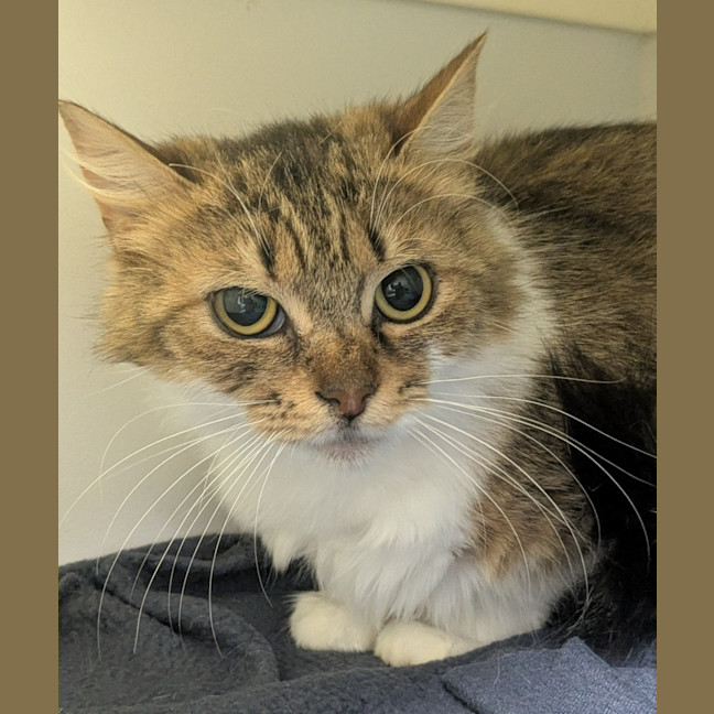 Photo of 💞 Daphne 6682 💞