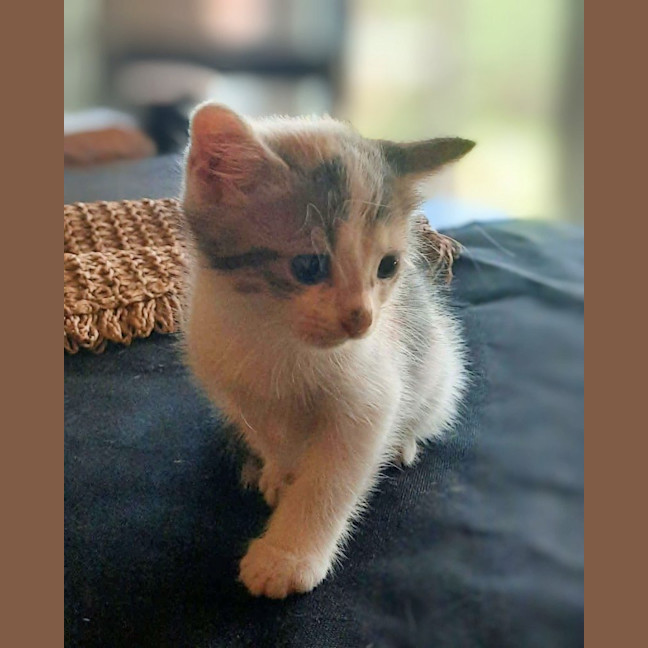 Photo of Clover