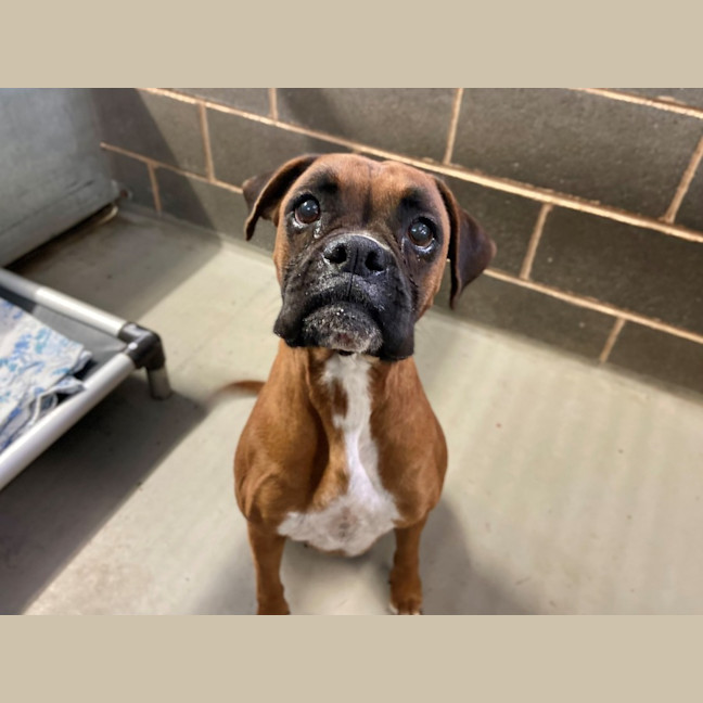 Photo of Rosie And Duke