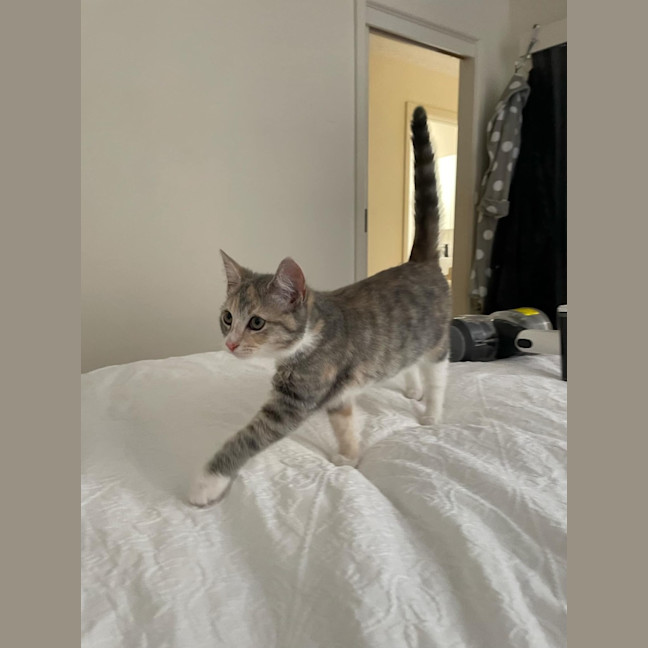 Photo of Rosebud Meet Me At Chelsea Petstock Store! 