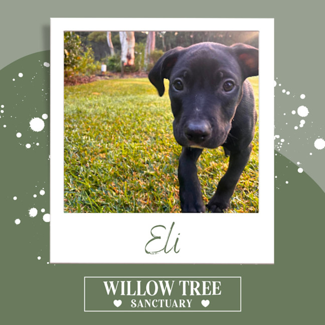 Photo of Eli