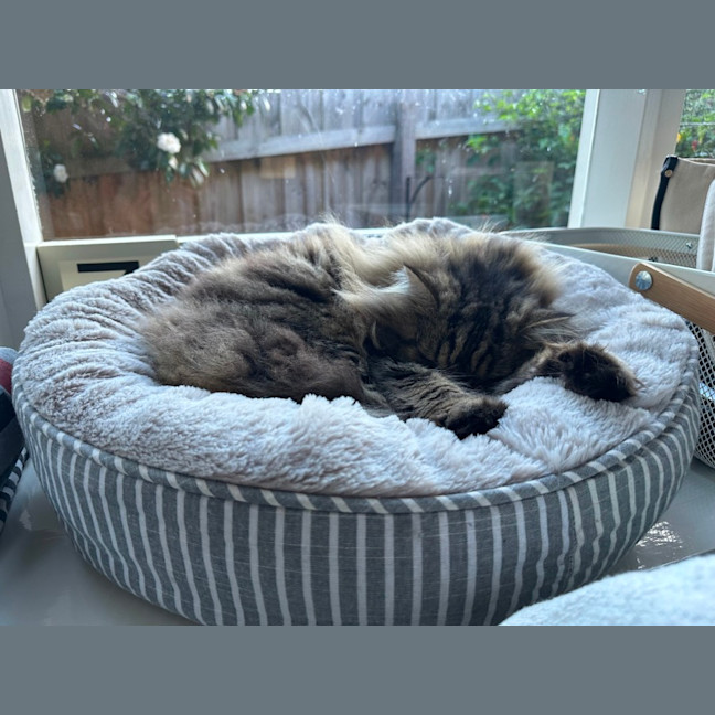 Photo of Gorgeous George