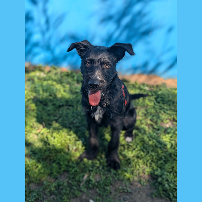 Photo of Jasper