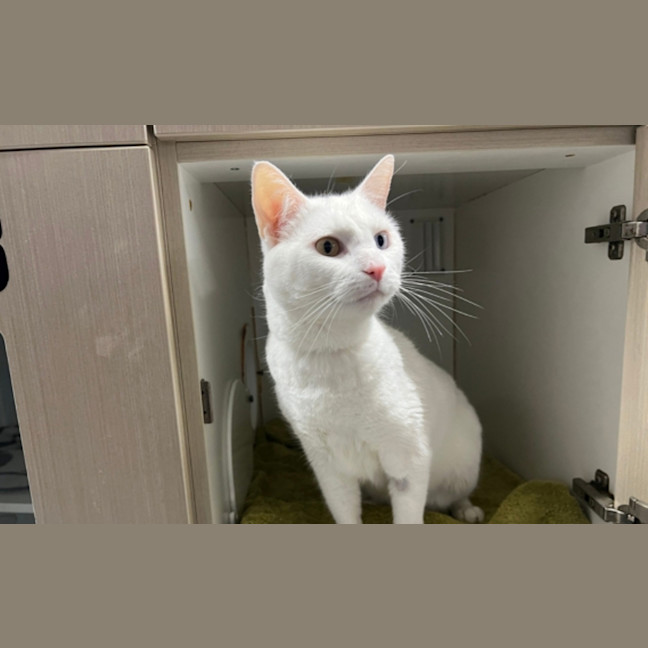 Photo of Snowball