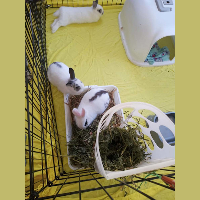 Photo of Meekoh (W Floretta)