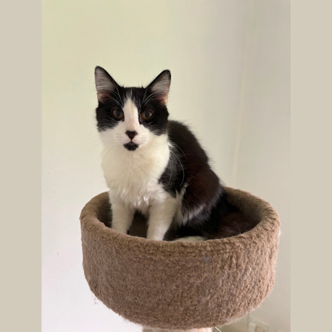Photo of Otis 