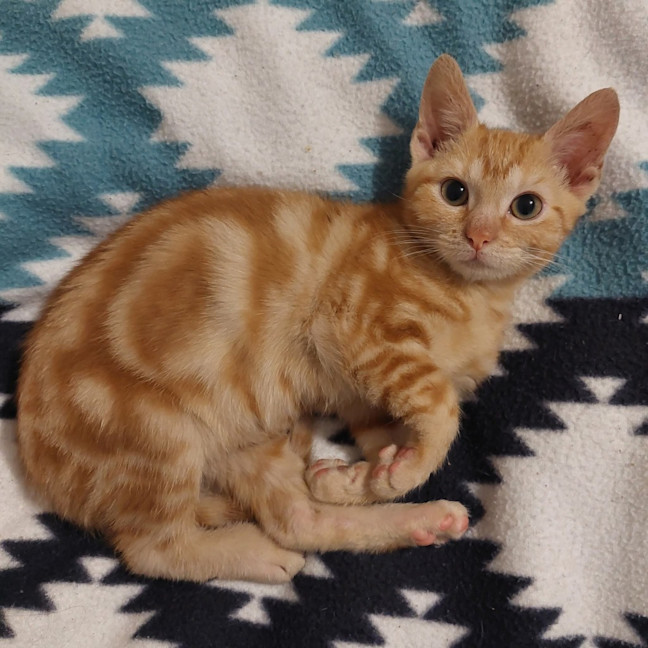 Photo of Marigold