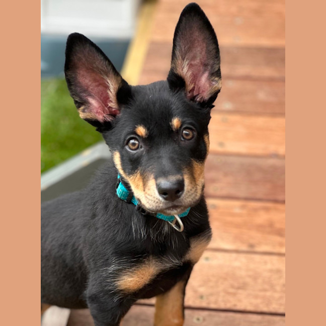 Photo of Timberglades