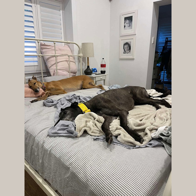 Photo of Danny, The Greyhound 