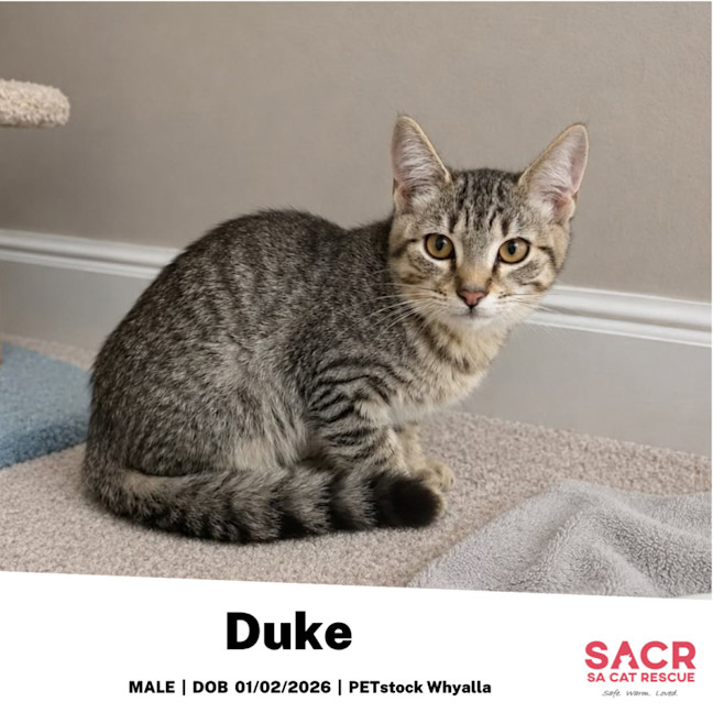 Photo of Duke