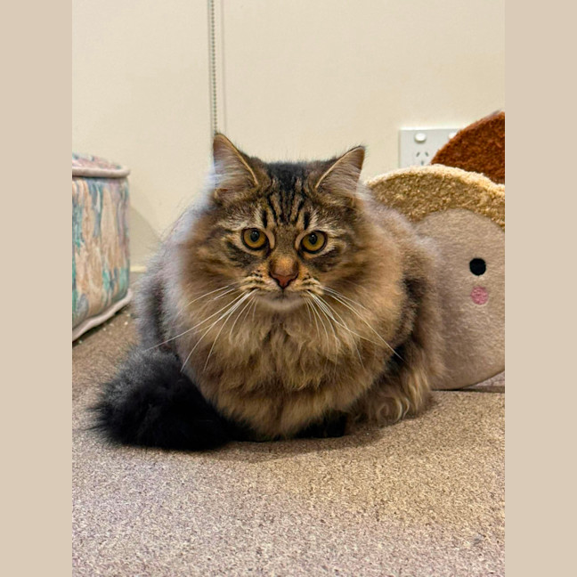 Photo of Cha Cha