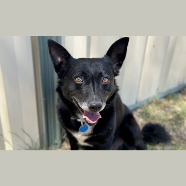 Photo of Rocco