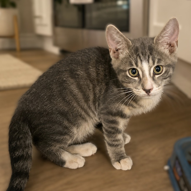 Photo of Lark