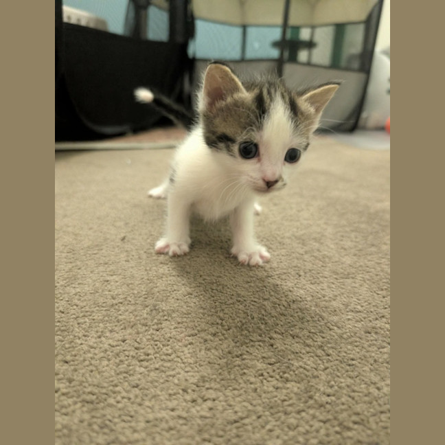 Photo of Lemon