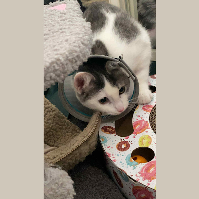 Photo of Goose