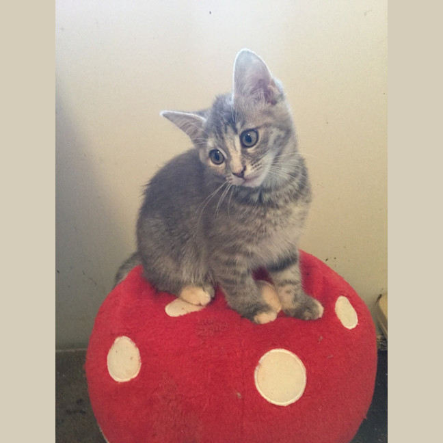 Photo of Lola