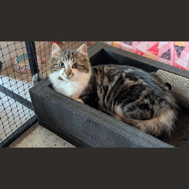 Photo of Muhma ( & Pumpkin) 2nd Chance Cat Rescue**