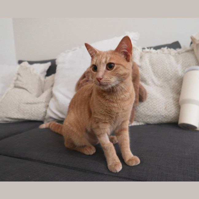 Photo of Latte