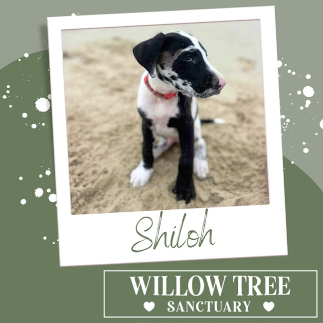 Photo of Shiloh