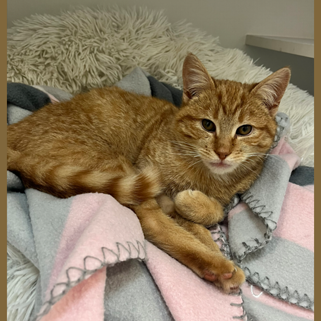 Photo of Pumpkin