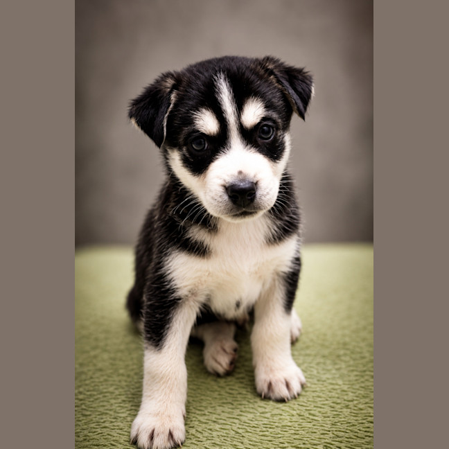 Photo of Beau