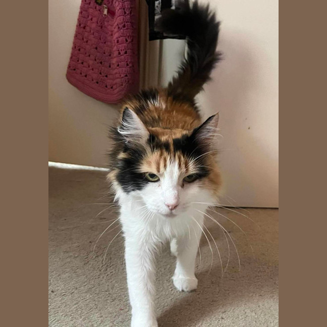 Photo of Callie 