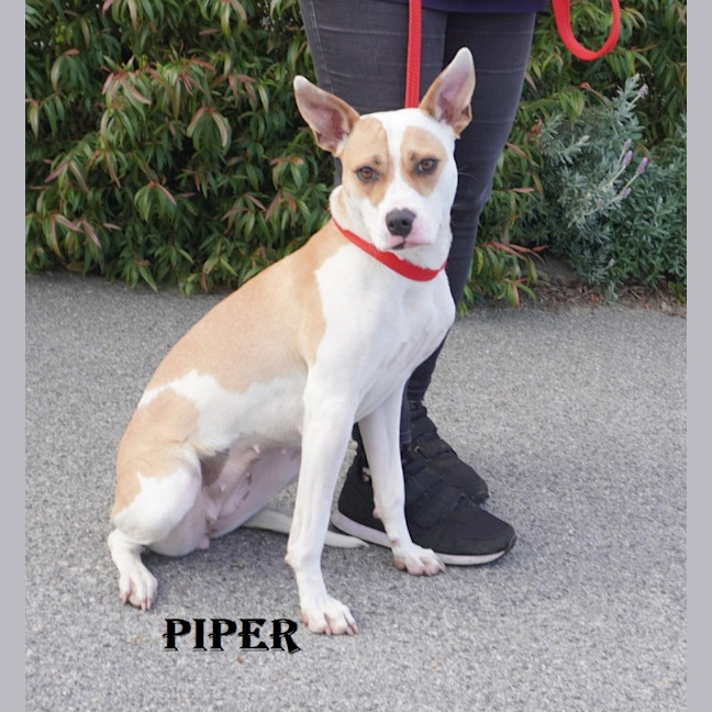 Photo of Piper