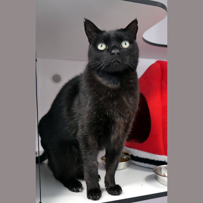 Photo of Humphrey Sta014284