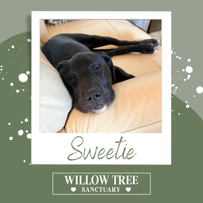 Photo of Sweetie