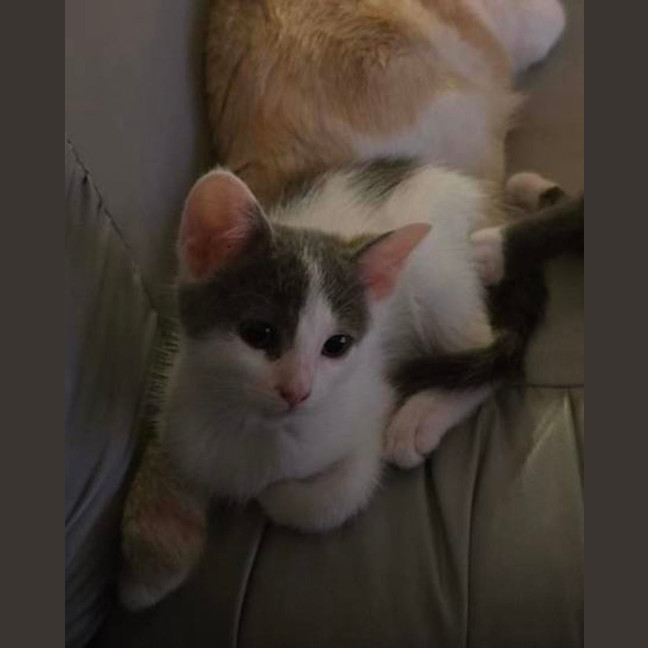 Photo of Cabbage   Meet Me At Vets On Parker