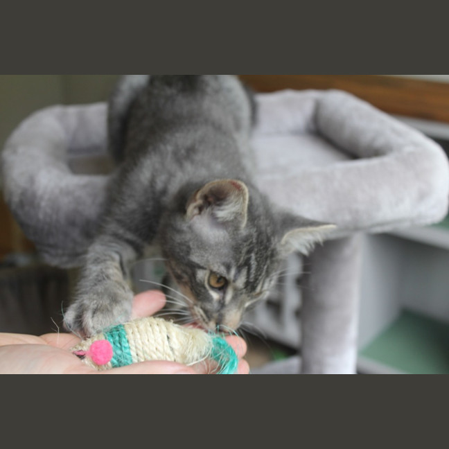 Photo of Cinder