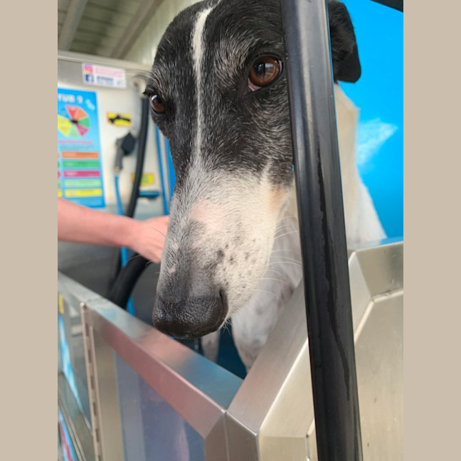 Photo of Bucket Girl, The Greyhound