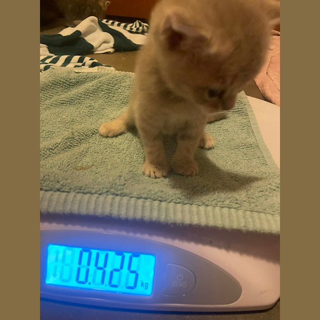 Photo of Scooter