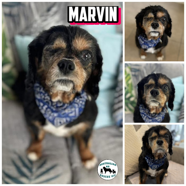 Photo of Marvin
