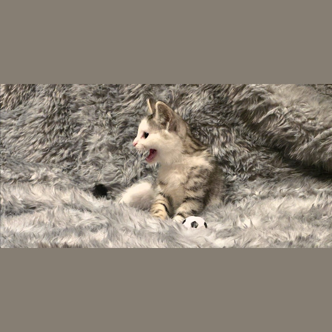 Photo of Moxie