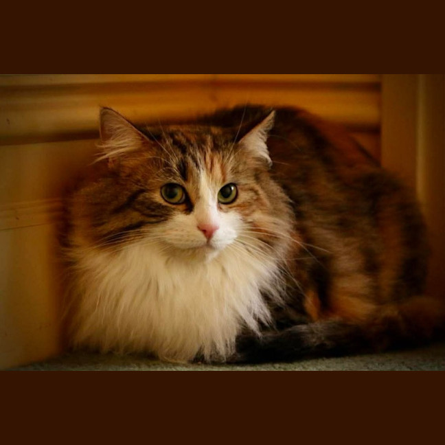 Photo of Mystic 