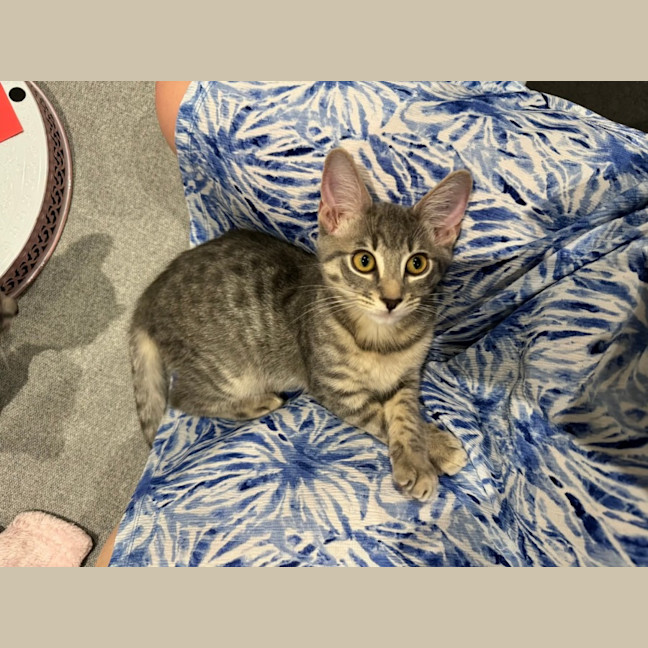 Photo of Snow Leopard 