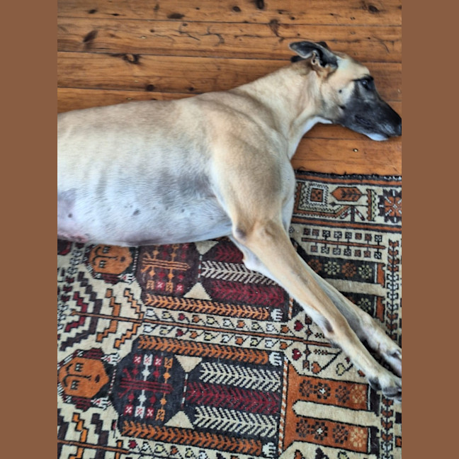 Photo of Bella, The Greyhound