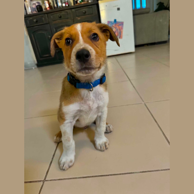 Photo of Toby