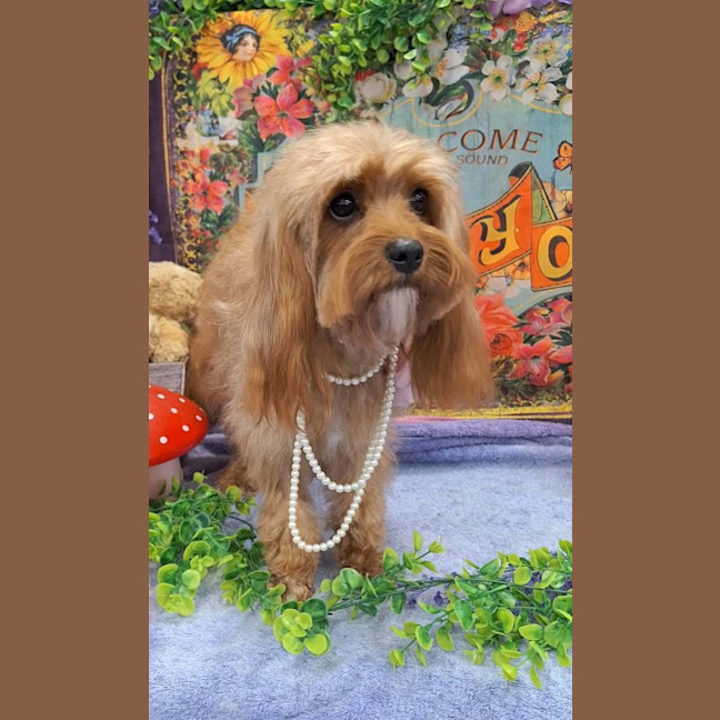 Photo of Pearl