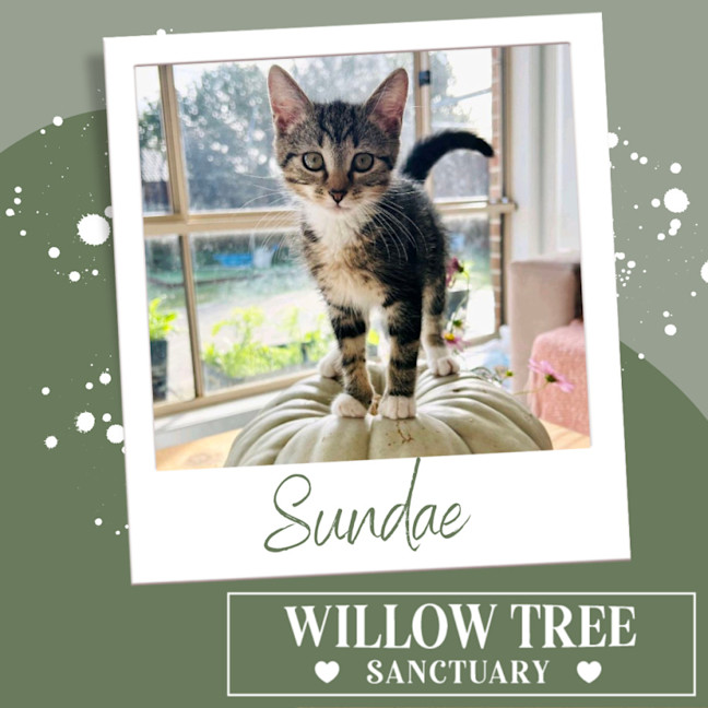 Photo of Sundae