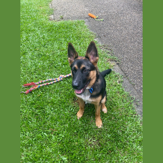 Photo of Lavender *$350 Adoption Fee*