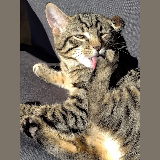 Photo of Rex